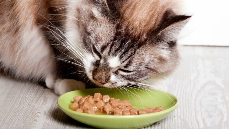 דיאטה של חתול